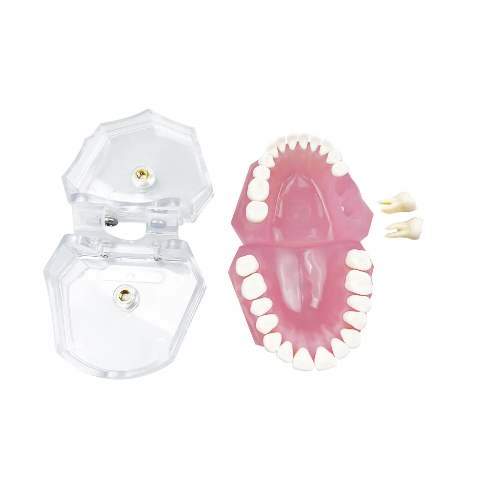 Thumbnail 4 - #6 Best Dental Teaching Models to Buy In 2026