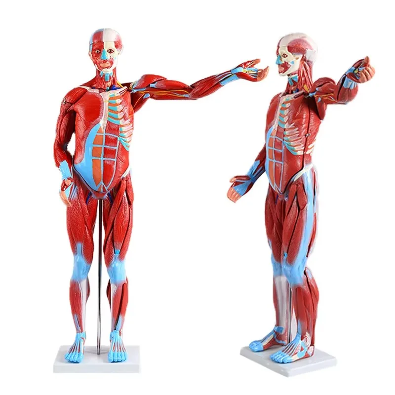 High quality lifelike full body muscle anatomy model, training school of visceral medicine