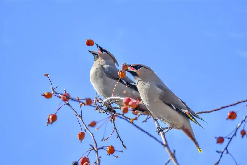 Receptor BAYCK ELRS NANO: banda dual de 2,4 GHz/900 MHz, antena en T, actualización WiFi, baja latencia para carreras con visión en primera persona y largo alcance