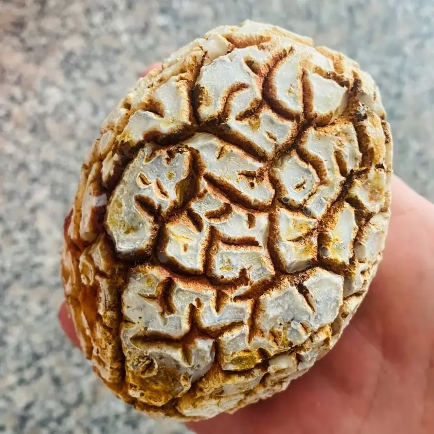 Agate naturelle unique, pierre brute originale, cristaux de guérison, spécimens minéraux magnifiques, pierres précieuses de jade, ornements