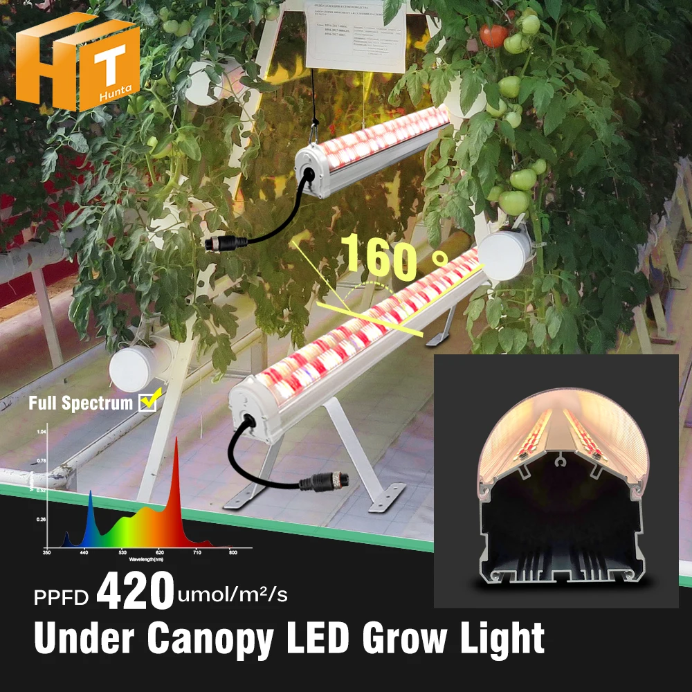 Unter dem Canopy LED-Pflanzenlicht 150W K 6500K IR 730nm UV 395nm LM281B mit hohem PPFD 420umol/sth/s Wachstumslampe für Gewächshauspflanzen
