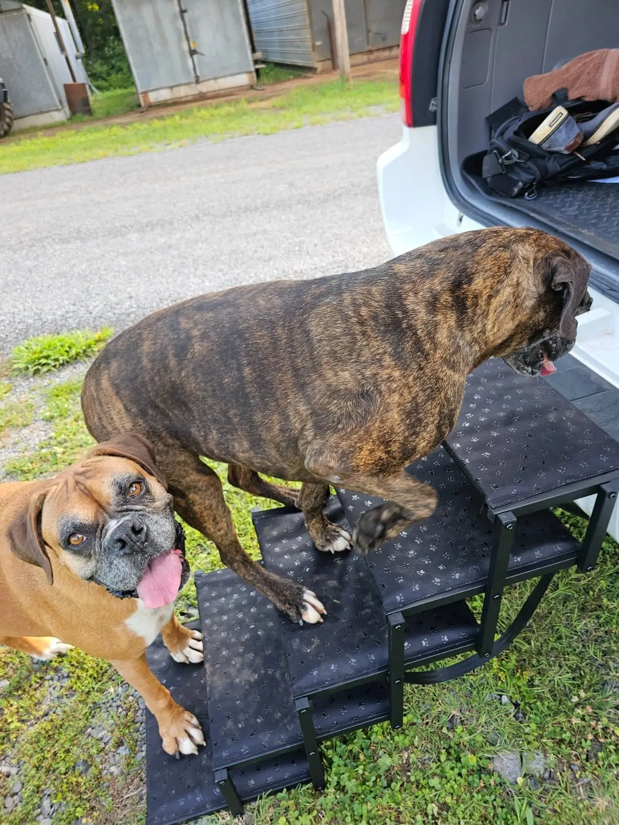 Adjustable Folding Aluminum Frame Pet Dog Ramp Convenient Car Stairs Ladder Large Dogs Sports Handle