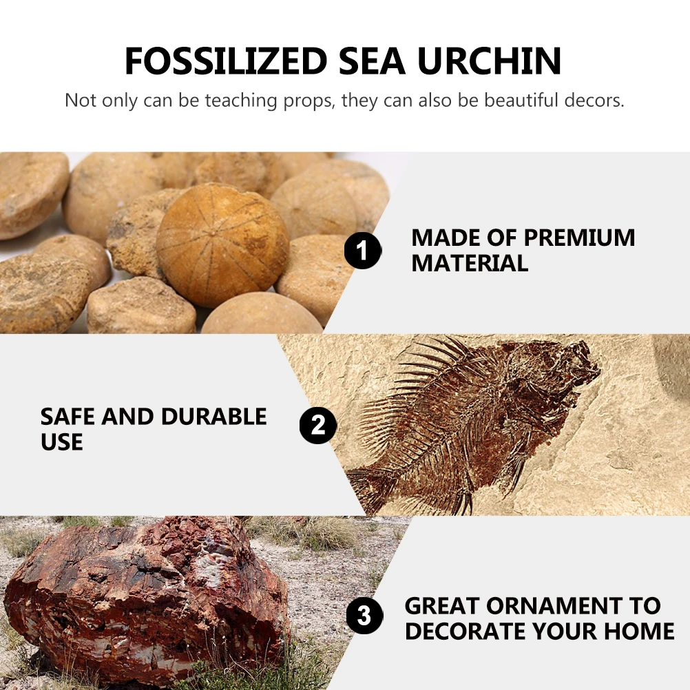 

1pc Fossilized Sea Urchin Specimen Decor Desktop Ornament Educational Teaching Tool For Kids Paleontology Science