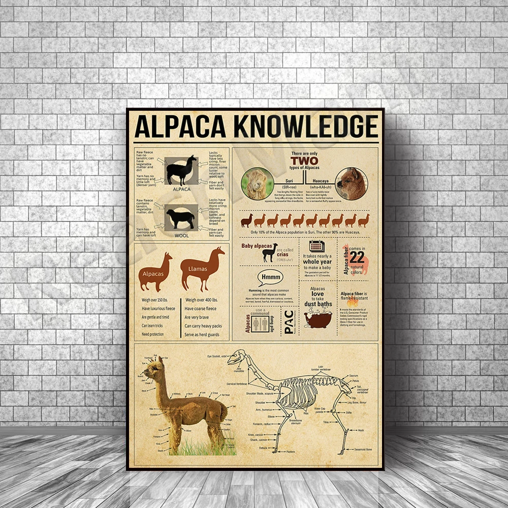 

Alpaca Knowledge Frameless Poster, Gift for Alpaca Lovers Canvas Print Exclusive Gift Picture