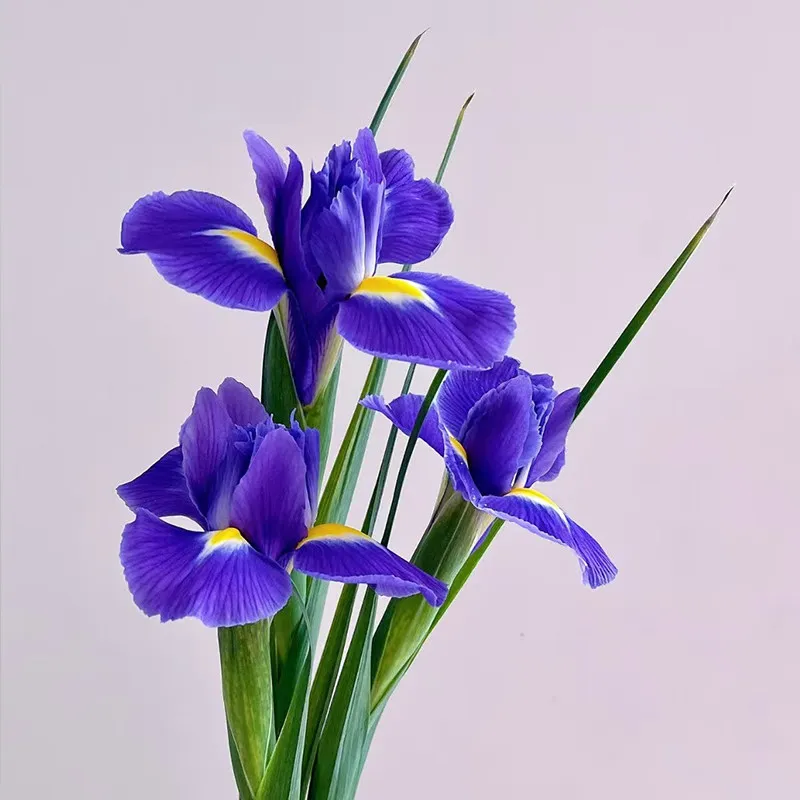 

Rare imported varieties Purple iris flowers Indoor water-raised flower arrangement