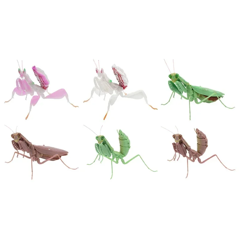 BANDAI figura de Gashapon de Japón, mapa de biología, orquídea, Mantis, modelo de insectos, cápsula Kawaii, juguetes, estatuilla para niños, regalo para niñas