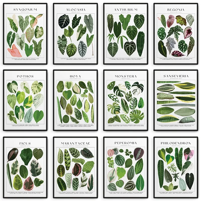 House Plant Identification Poster Botanical Names Picture Canvas Painting Wall Art for Living Room Home Decor Plants Lover Gift