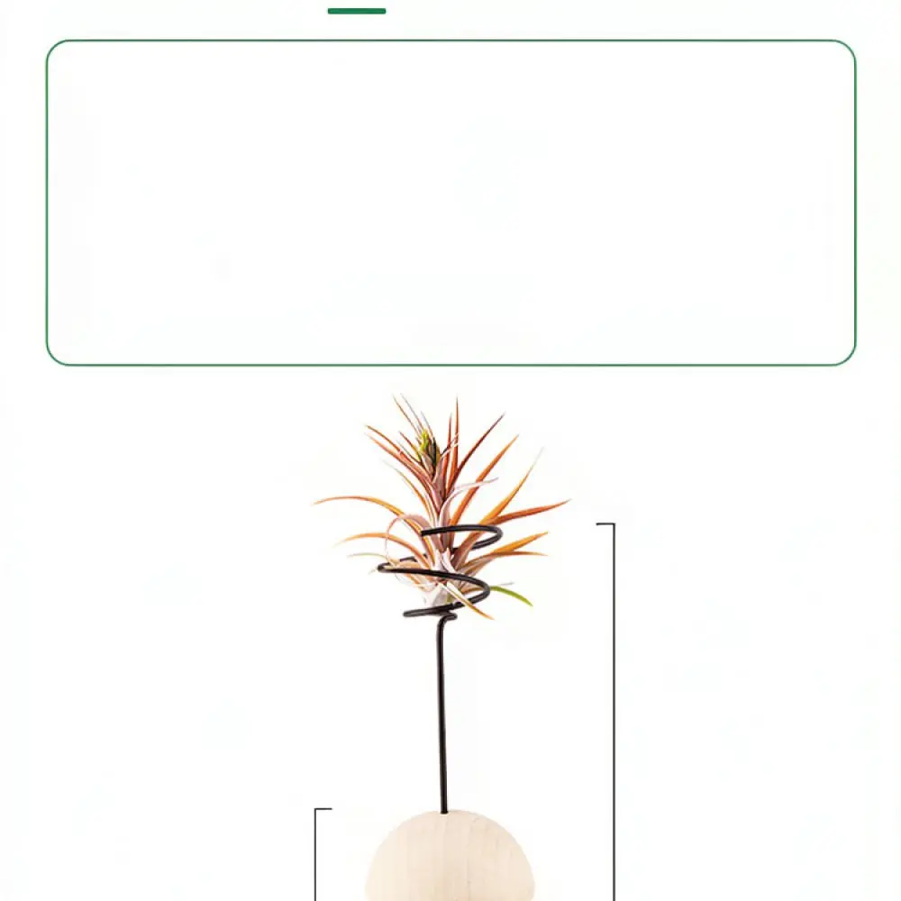 Decorative Wood Support For Air Plants Hemisphere Base Stand Tillandsia Holder Minimalist Home Office Decor