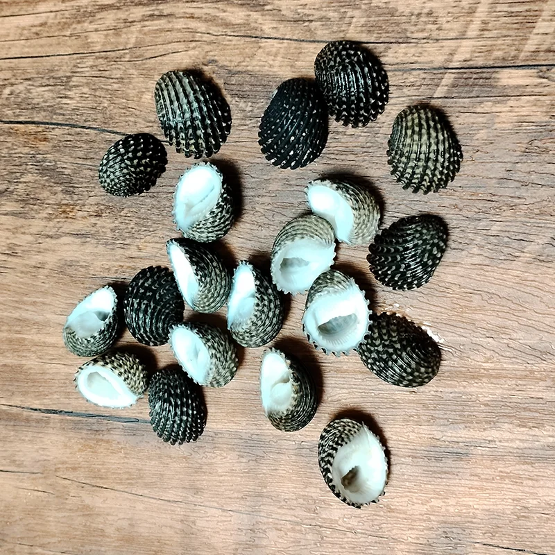 5 PCS Mini Black Shells Natural Nerita Exuvia Seashell For Specimen DIY Aquarium Landscape Ocean Nautical Home Decor (2cm-2.5cm)
