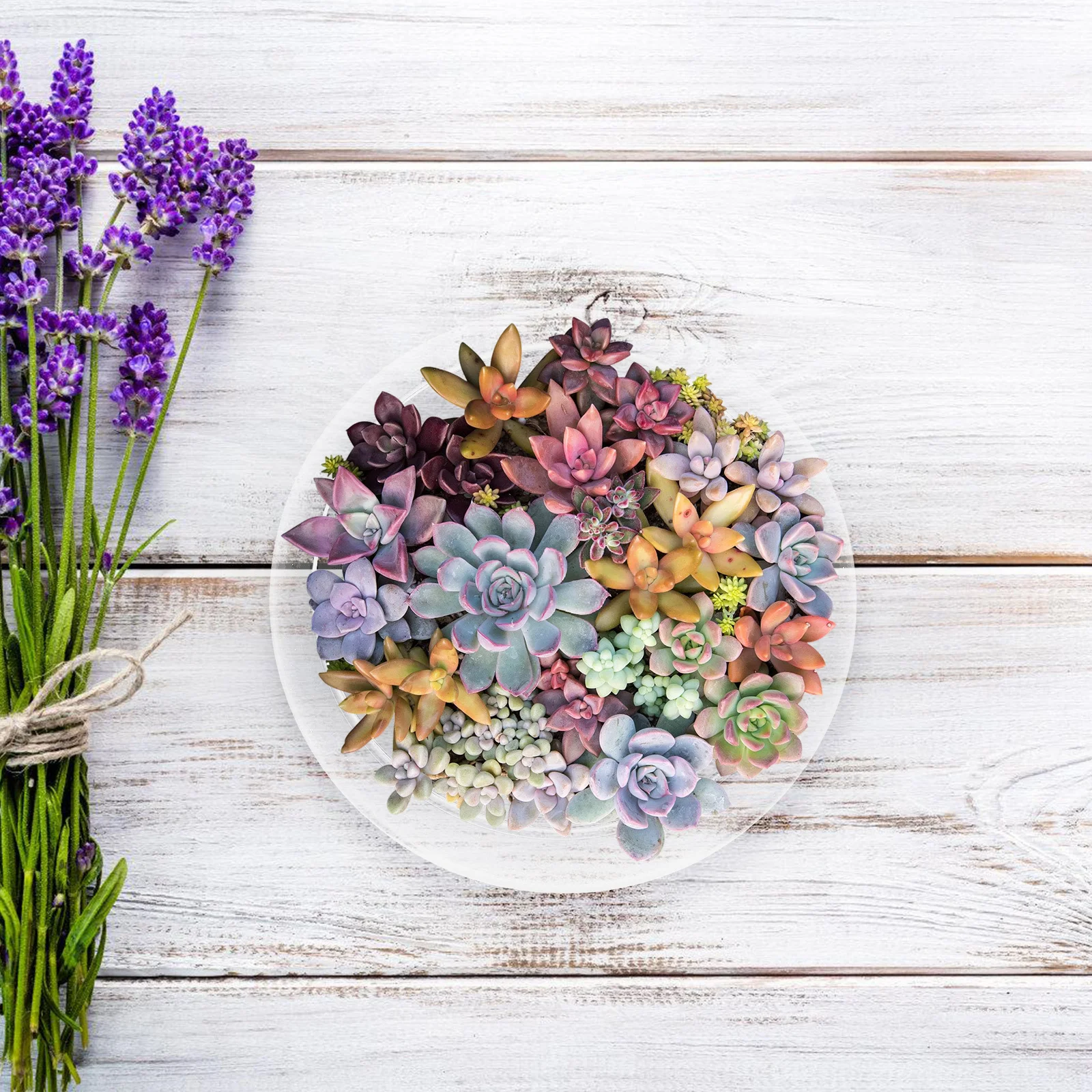 Vaso per piante grasse in vetro Contenitore per fioriera trasparente Acquario da tavolo per piante e piante grasse Decorazioni per la casa Terrario per piante ad aria Piccolo