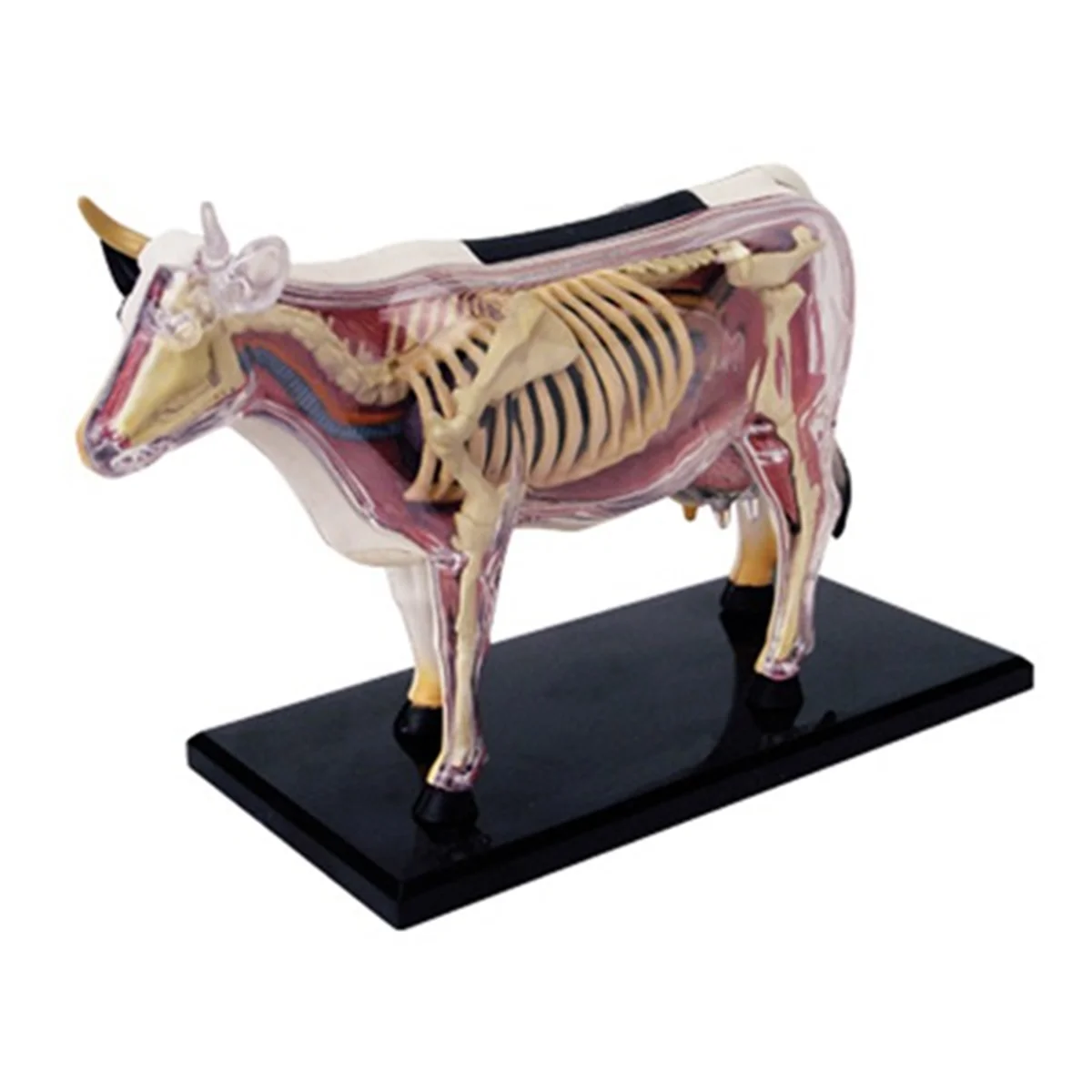 Animal Organ Anatomy Model 4D Cow Intelligence Assembling Toy Teaching Anatomy Model Cow Assembled Model Animal