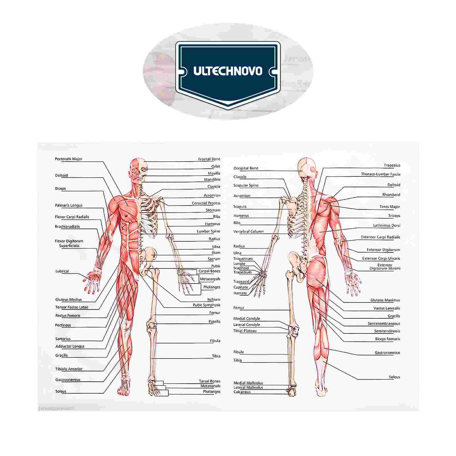 Poster Human Dissection Frameless Anatomy Posters for Walls Laminated Muscular System