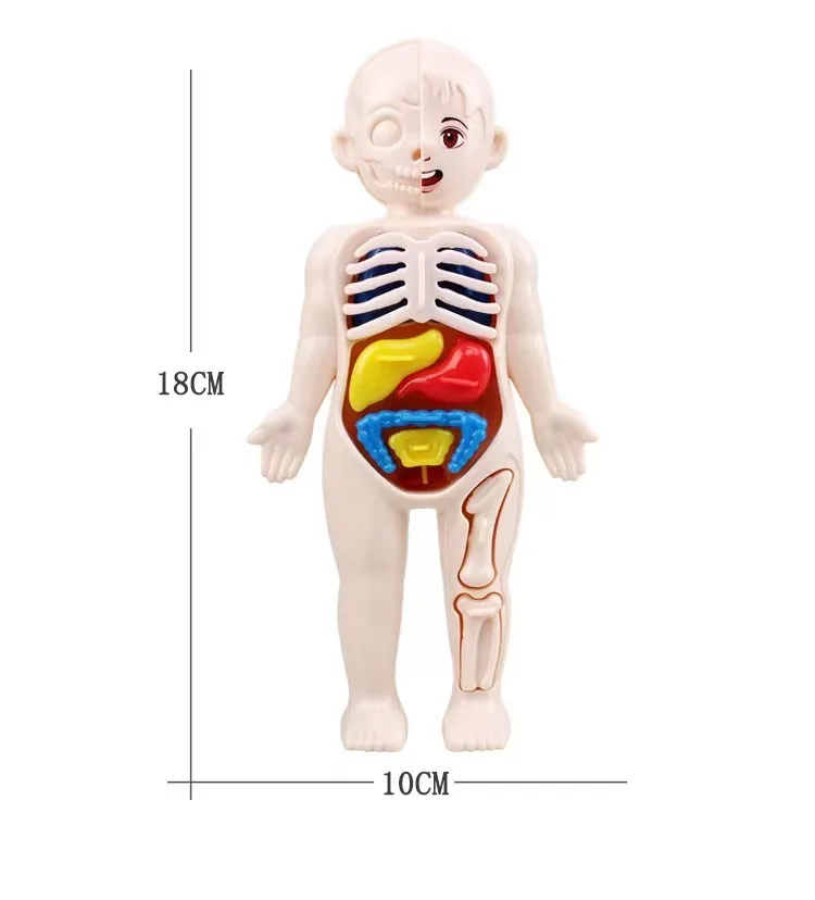 Montessori 3D Puzzle 14pcs Human Body Anatomy Model Educational Learning Organ Assembled Toy Body Teaching Tool For Children