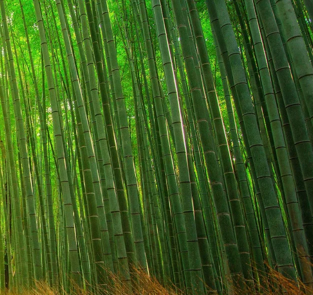 

Свадебные платья с индивидуальным дизайном и цветочным декором, с вырезом-лодочкой, длинными рукавами, открытой спиной, шлейфом и в арабском стиле.