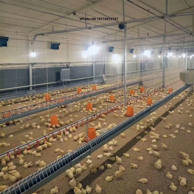 New Full Set Automatic Poultry Chicken Broiler Breeder Egg Layer Henhouse Coop Floor Growing Farming Raising Project Line System
