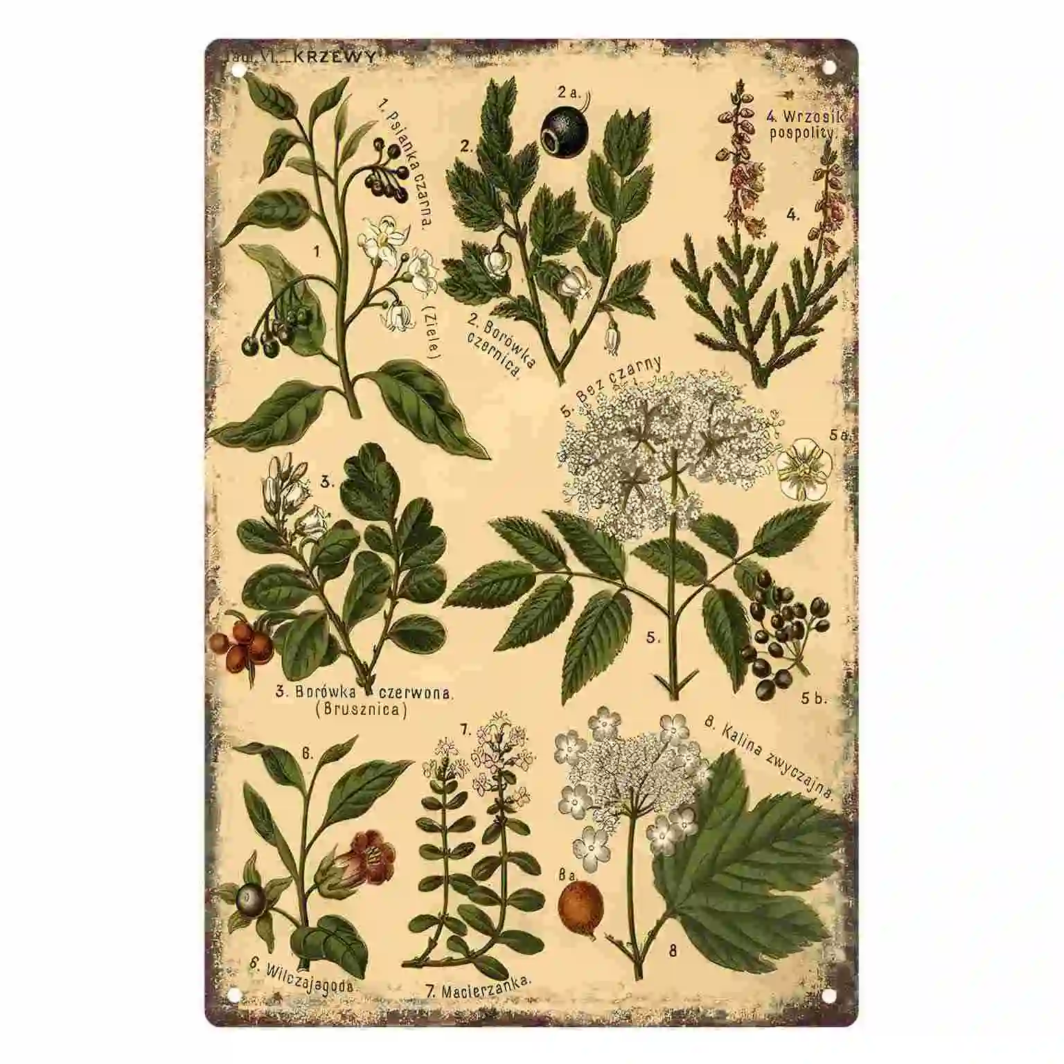 2D FLAT 1pc Vintage Botanical Berry Plants Poster Wall Sign Decoration for Home Cafe Garage Bedroom Porch And Garden