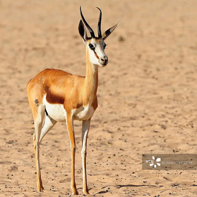 

EMAX TH1103 - Замена двигателя Tinyhawk Freestyle, 7000 кВ