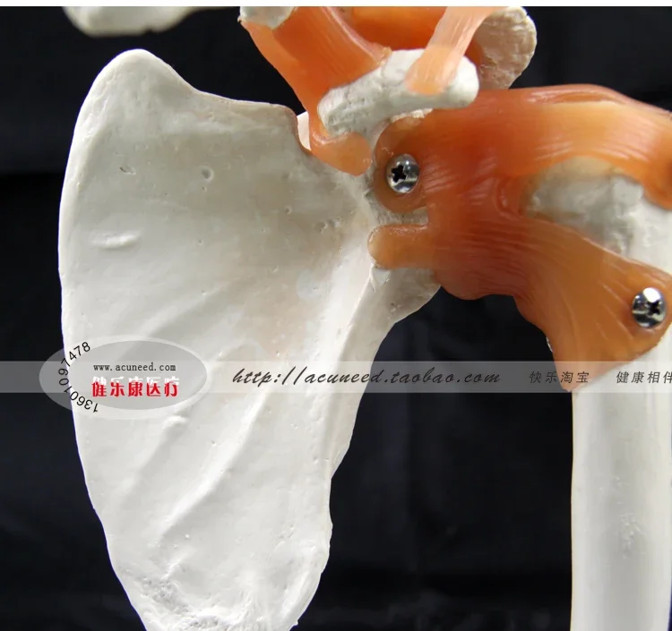 Shoulder Joint Model Human Skeleton Model Joint Skeleton Models Shoulder Bone Muscle Joint Anatomical Models