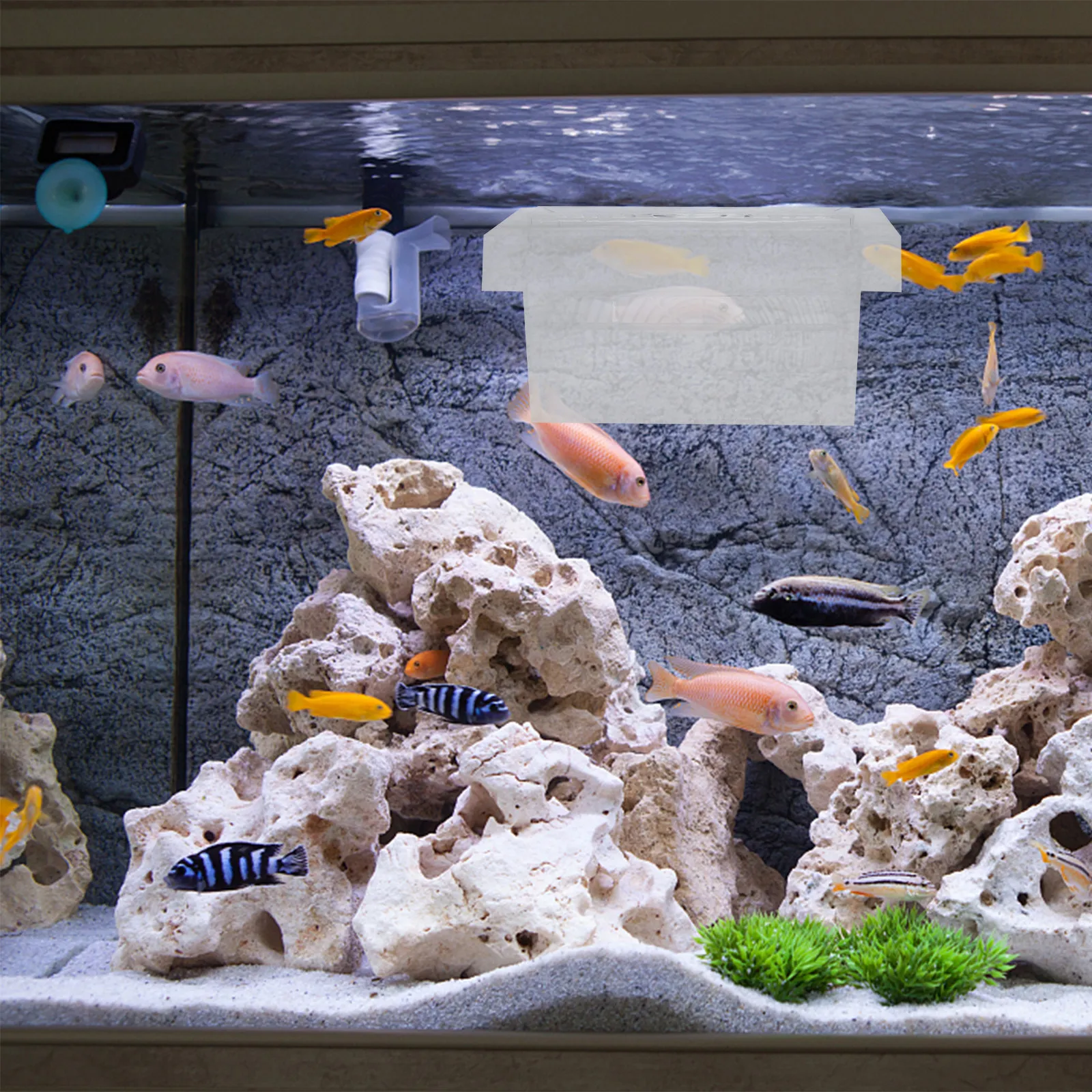 1 قطعة صندوق عزل لحوض السمك، ص - مراجعة Box Fish In Aquarium وسعره