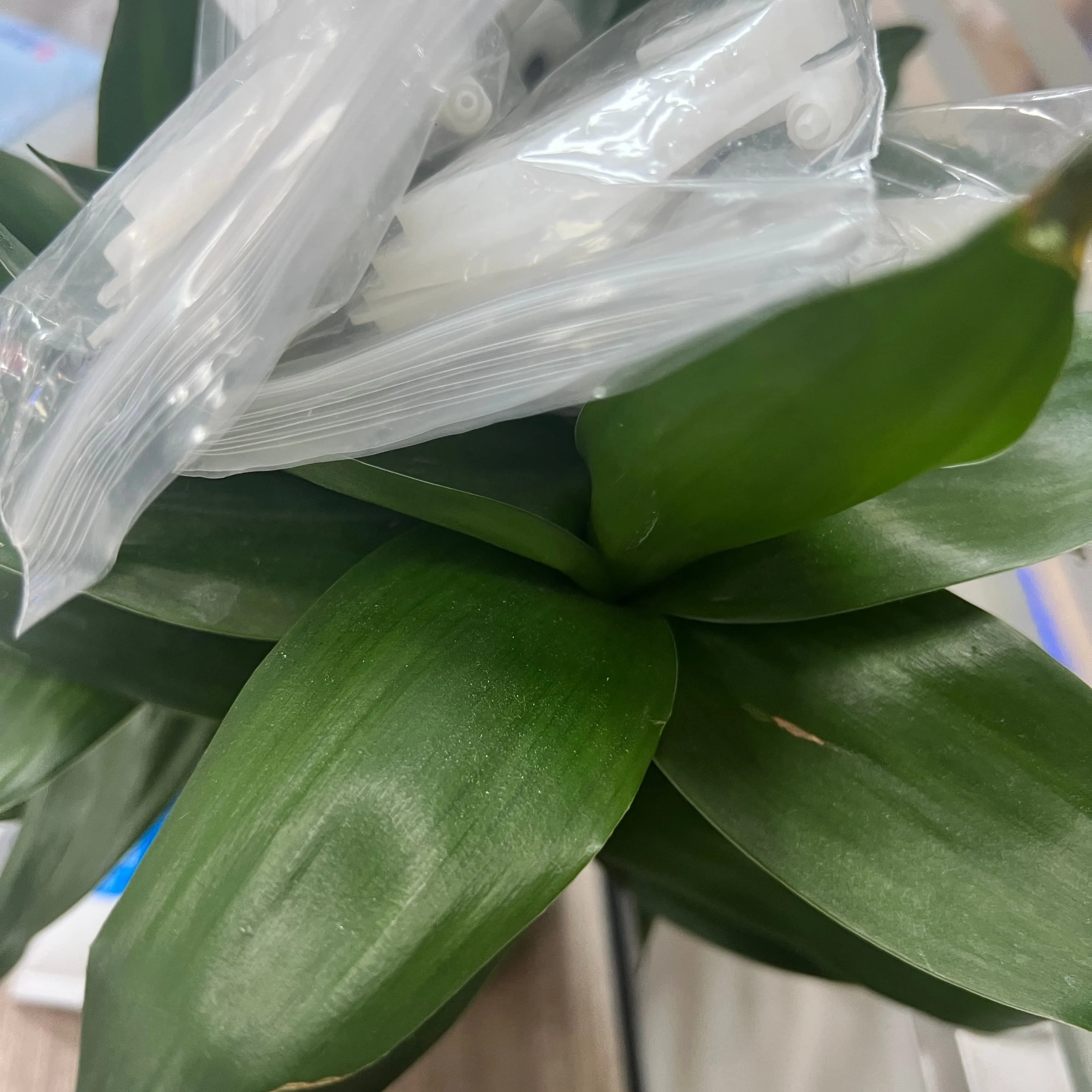 

10 шт. DX5 демпфер чернил прозрачный самосвал для Epson DX5 XP600 4720 i3200 5113 печатающая головка печатающая головка экосольвентный принтер плоттер