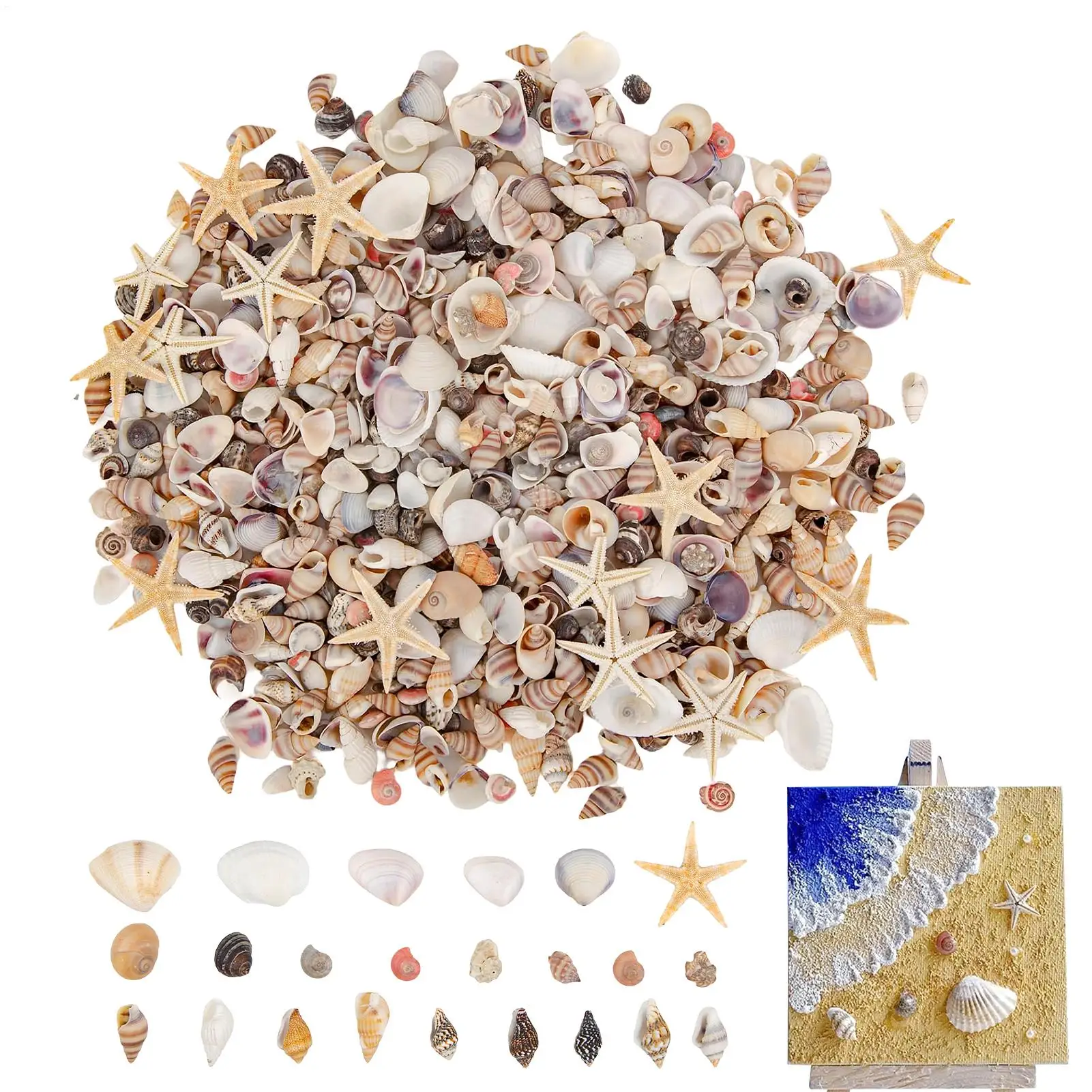 Mini coquillages et étoiles de mer mélangés pour loisirs créatifs DIY, pour amateurs, débutants, adultes, enfants, enseignants d'art, artistes, aquarium