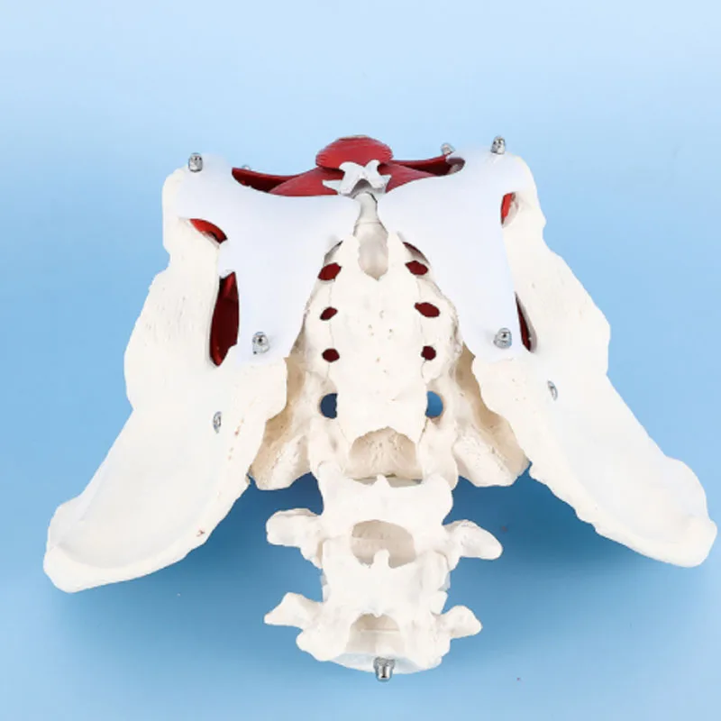 DARHMMY 1:1 Life-sized Female Reproductive System Pelvic Floor Muscle Model Human Anatomy Bone Model