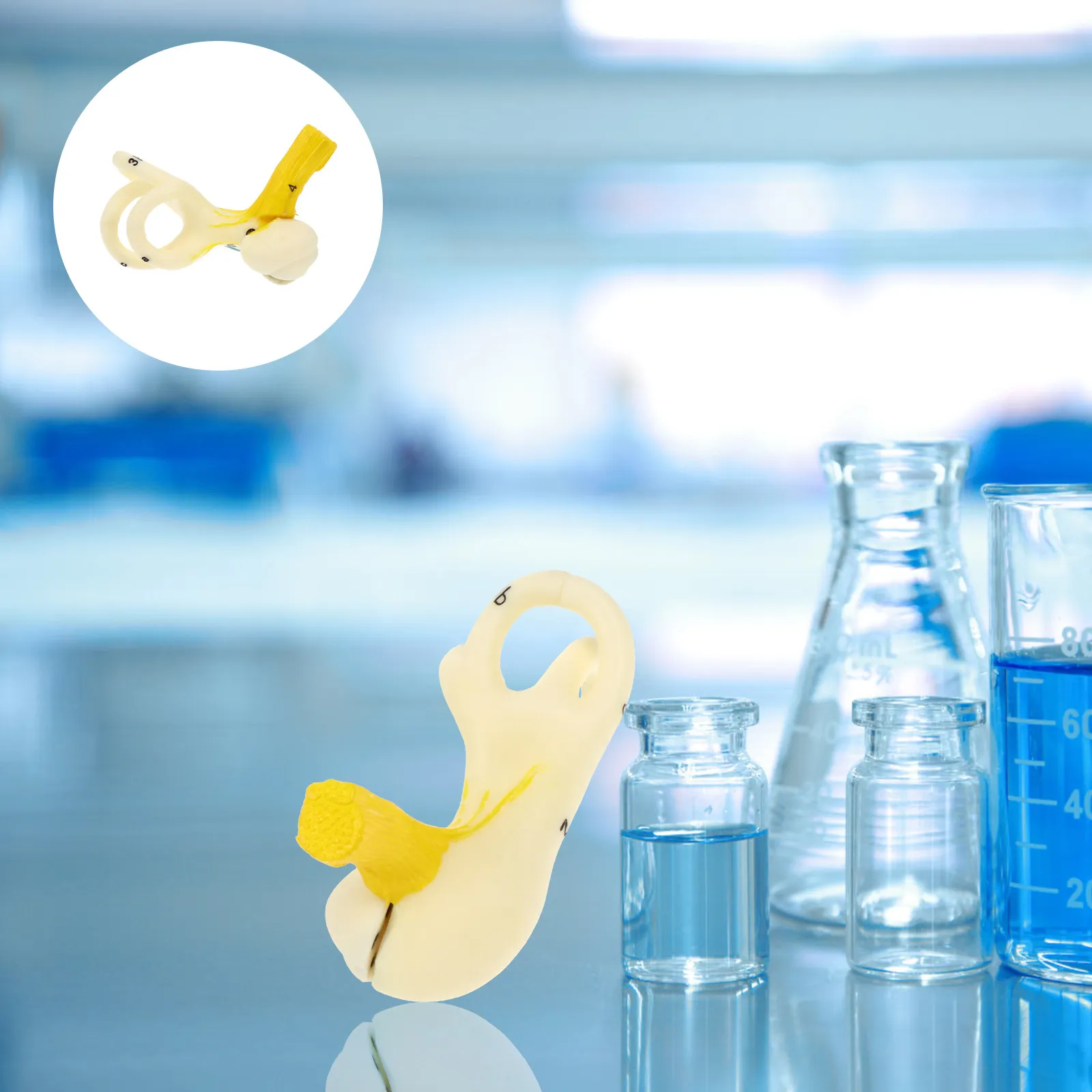 

Анатомическая модель уха с увеличенной внутренней структурой, реалистичное учебное пособие для школ, медицинское учебное оборудование, анатомический учебный реквизит