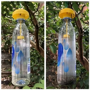 Tuzak en Drosophila Sarı, Plastikten yapılmış, Katili Meyve Toplama meyve Sinekleri, Böcek Kontrolü, Haşere, Ev, Çiftlik, 6x6x2cm, 1 Adet, 2 Adet 12-En çok satan, yakalayıcı böcek №12