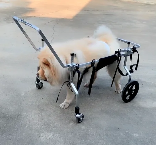 

HEDY PW03 Aluminium Alloy Adjustable All Sizes 4 Wheels Pet Dog Cat Wheel Chair Walker for Old Disabled Paralyzed Dog