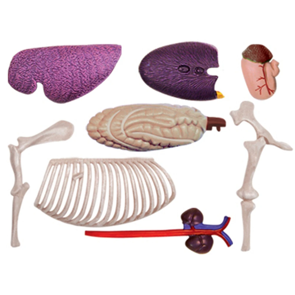 Animal Organ Anatomy Model 4D Horse Intelligence Assembling Toy Teaching Anatomy Model DIY Popular Science Appliances