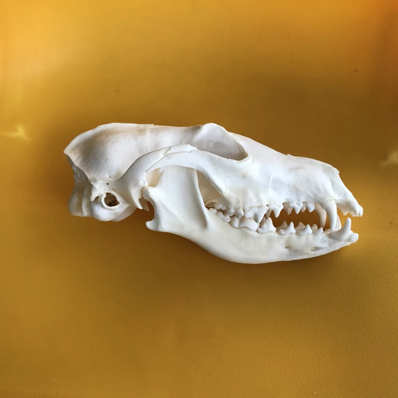 2pcs Red Fox Skull taxidermy real bone skeleton Christmas decoration gift