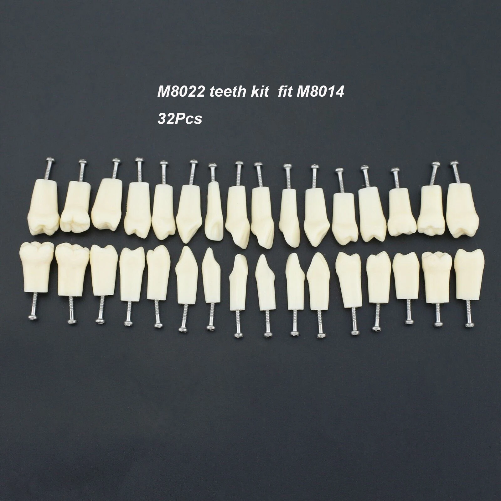 Dental Typodont Zähne Modell 28/32Pcs Zahn Schraube-in Ersatz Ähnliche Frasaco ANA-4 AG-3 für Restorative Operative Simulation