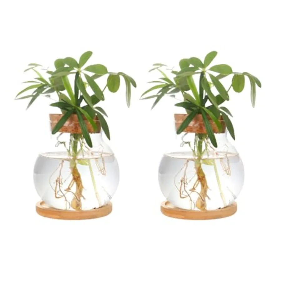 Plant Propagation Station, Hydroponic Glass Container Vase Jars, with Wooden Saucer for Desks, Houses, Garden Decorations, Home