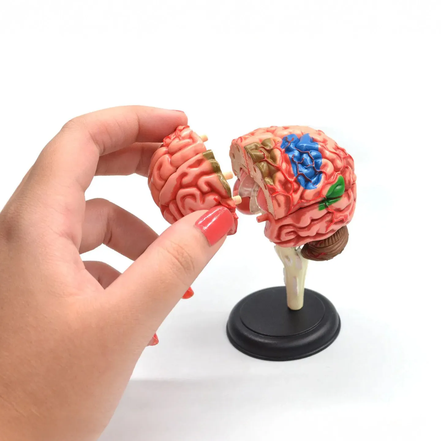 modelo-anatomico-del-cerebro-humano-simulado-desmontable-para-fines-didacticos-medicos-con-representacion-de-organos-y-estructura-del-cuerpo
