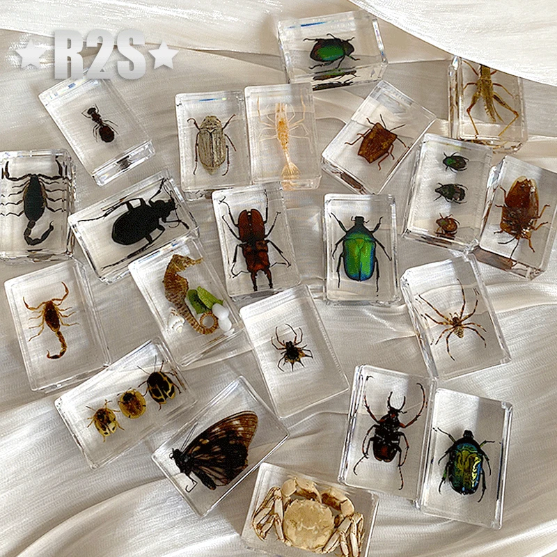 40 Pcs lot Insect in Resin Specimen Bugs Collection Paperweights Arachnid Resin Spec decoration home accessories random beetles