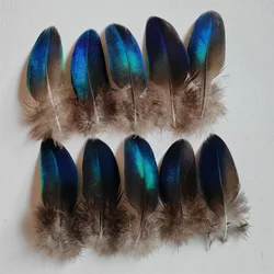 20Pcs/lot!4-10cm long Rare BLUE PEACOCK PLUMAGE WING FEATHERS LOOSE PEACOCK FEATHERS for Making Handicrafts
