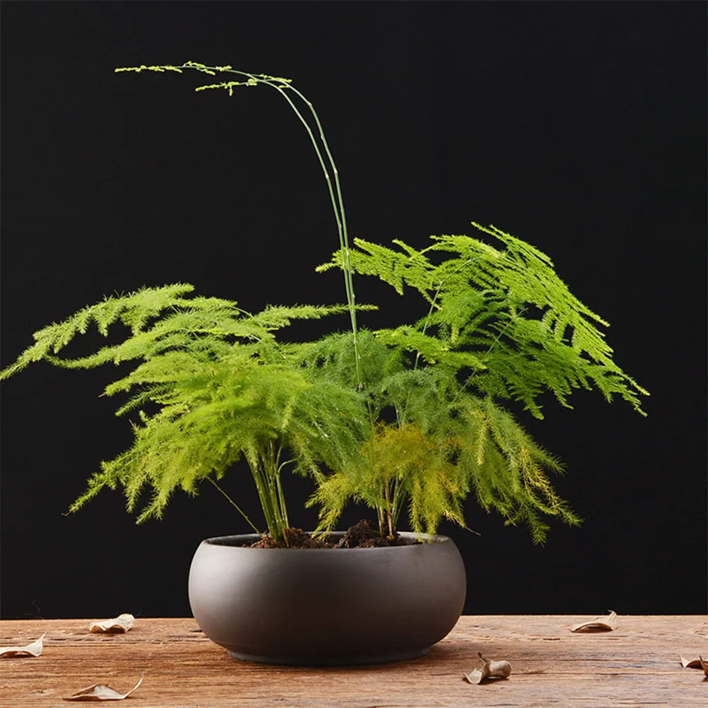 

Purple Sands Succulent Planter Pot Flower Container Drain Hole Office Hotel Desktop Pot for Cactus Plants Bonsai Home Decoration