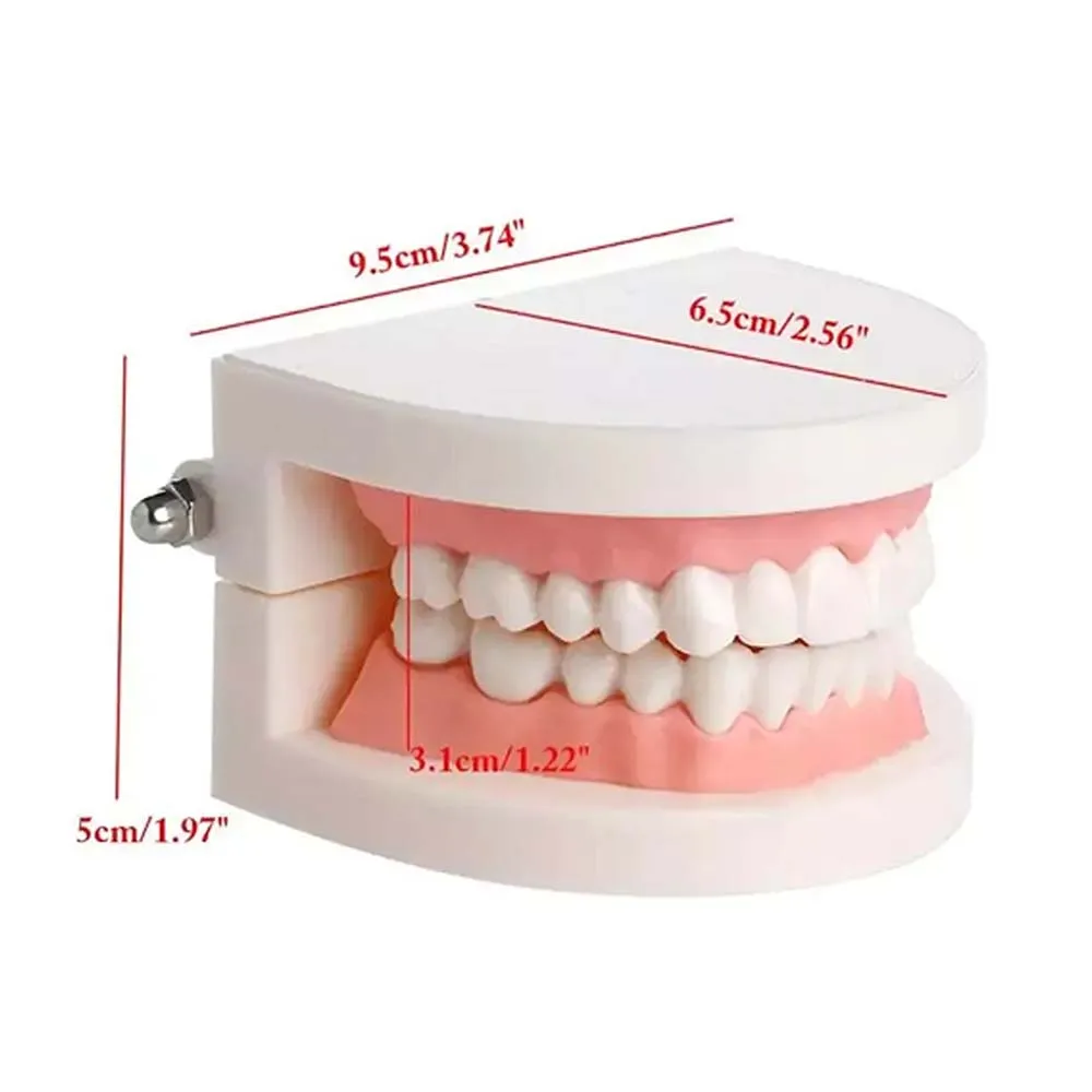 GULPOOE Pvc Dental Consumable Teeth Models Oral Denture Gums Model Standard Dental Model Medical Teaching Aids Education Demo