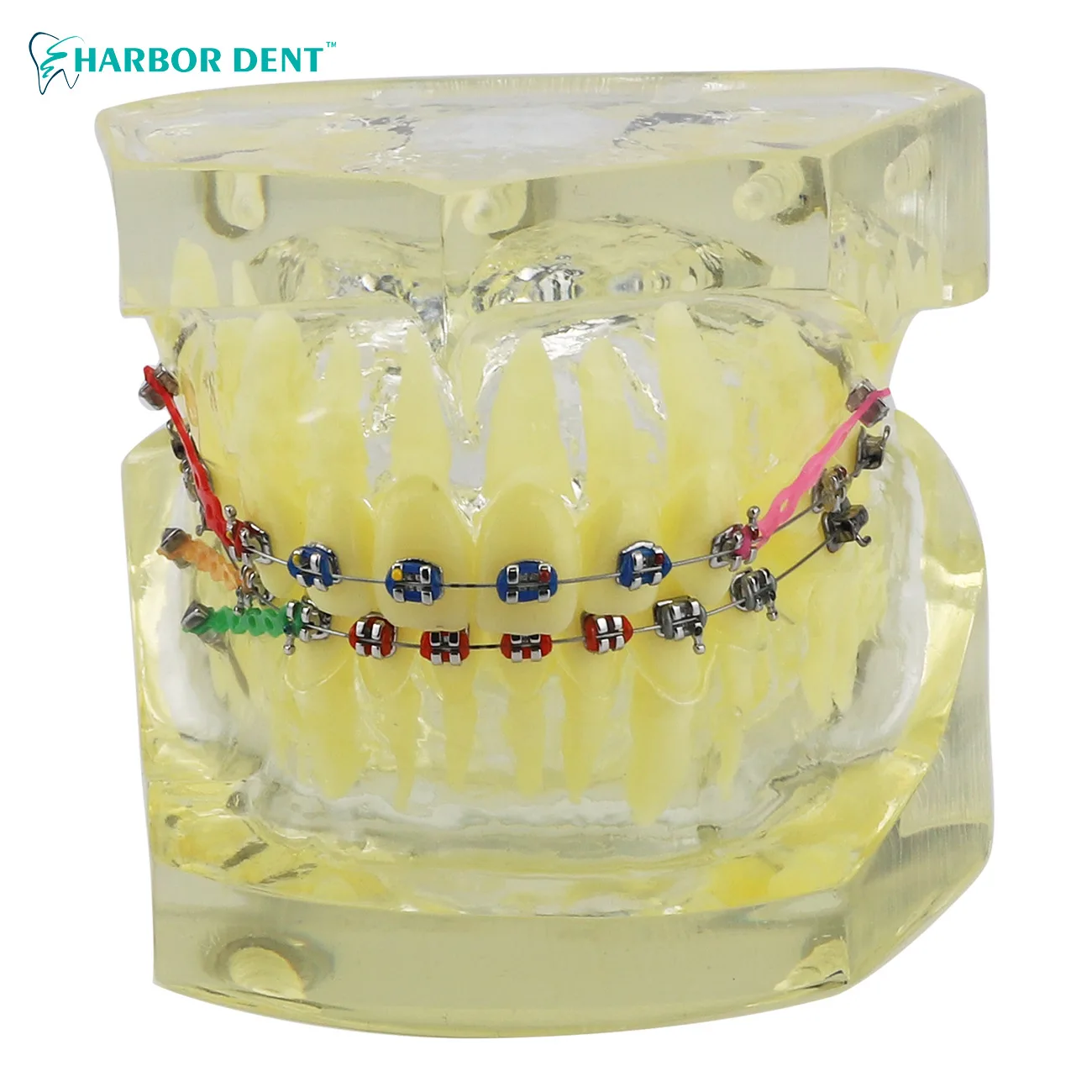 Dental Model Teeth Implant Restoration Bridge Teaching Study Medical Science Dentist Dentistry Training Instrument Products