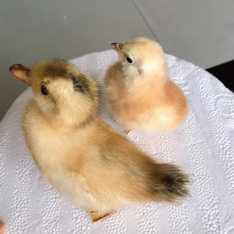 1pcs Taxidermy duckling stuffing Eurasian Yellow Little Ducks specimen chick Teaching / Decoration