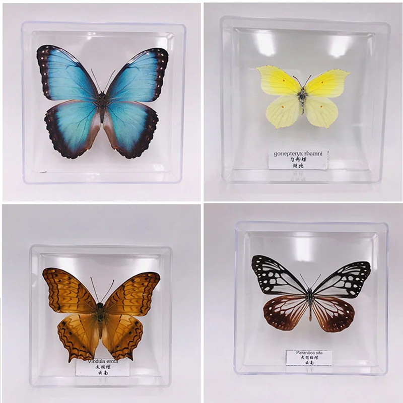 Real Butterflies Exquisite Rare Butterfly Specimens Transparent Box Teaching Display Home Decoration Collectibles Wall Art Gifts