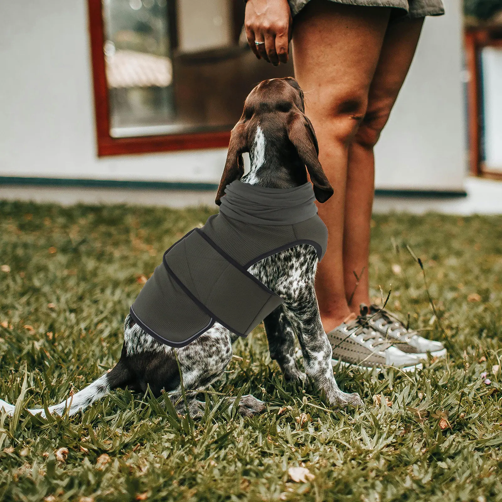 フード付きベスト サイズM 雷雨対策不安軽減ジャケット 旅行 - Dog Anxiety Vest のレビューと価格