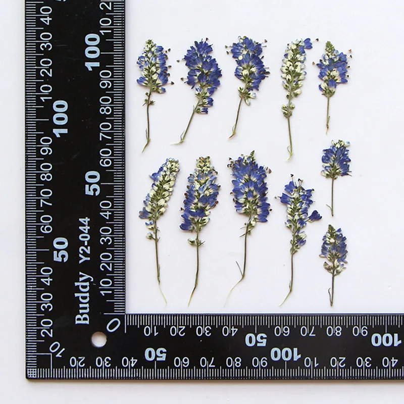 1Set 3-6cm Pressed Dried Salvia japonica Flower Herbarium For Resin Epoxy Jewelry Card Bookmark Frame Phone Case Makeup Lamp