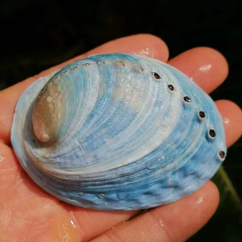 2/6PCS Blue Starry Sky Abalone Shells Natural Paua Shell Haliotis Iris Aquarium Landscape Seashells Diy Nautical Decor Jewelry