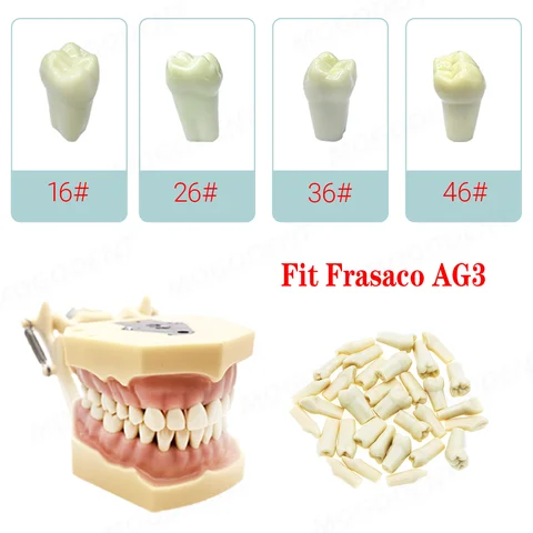 Feasaco AG3 Dental Standard Model With 32 Removable Teeth M8022-2 Dental Restorative Typodont Model 8014-2