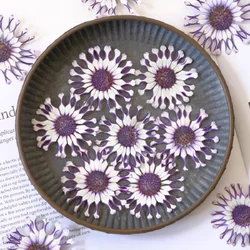 100pcs Pressed Dried Arctotis Venusta Flower Resin Epoxy Jewelry Card Bookmark Frame Phone Case Makeup Lamp Sticker Decorate