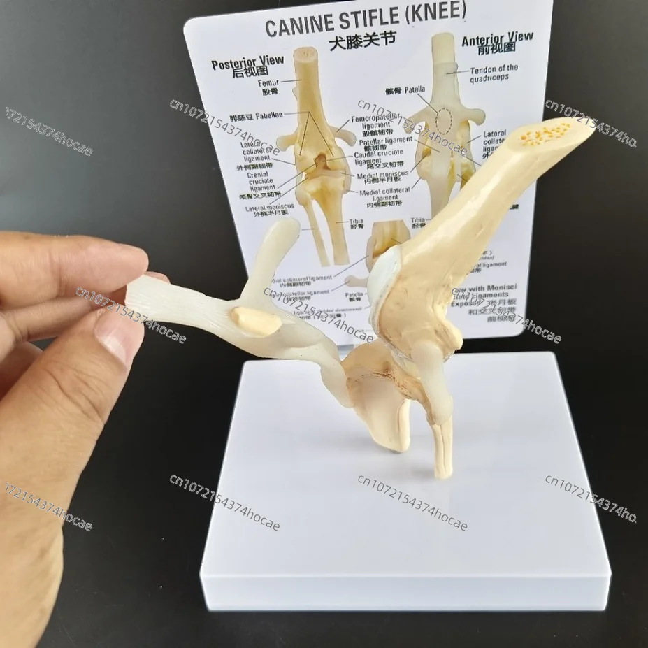 Detachable Dog Skeleton Knee Joint Ligament Model Medical VeterinaryTeaching Research Display Model Pet Doctor Clinic Decoration