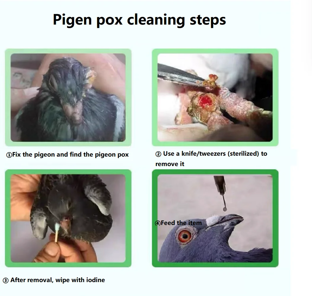 Perawatan Cacar Burung untuk P - Skincare Pigeon ulasan dan harga
