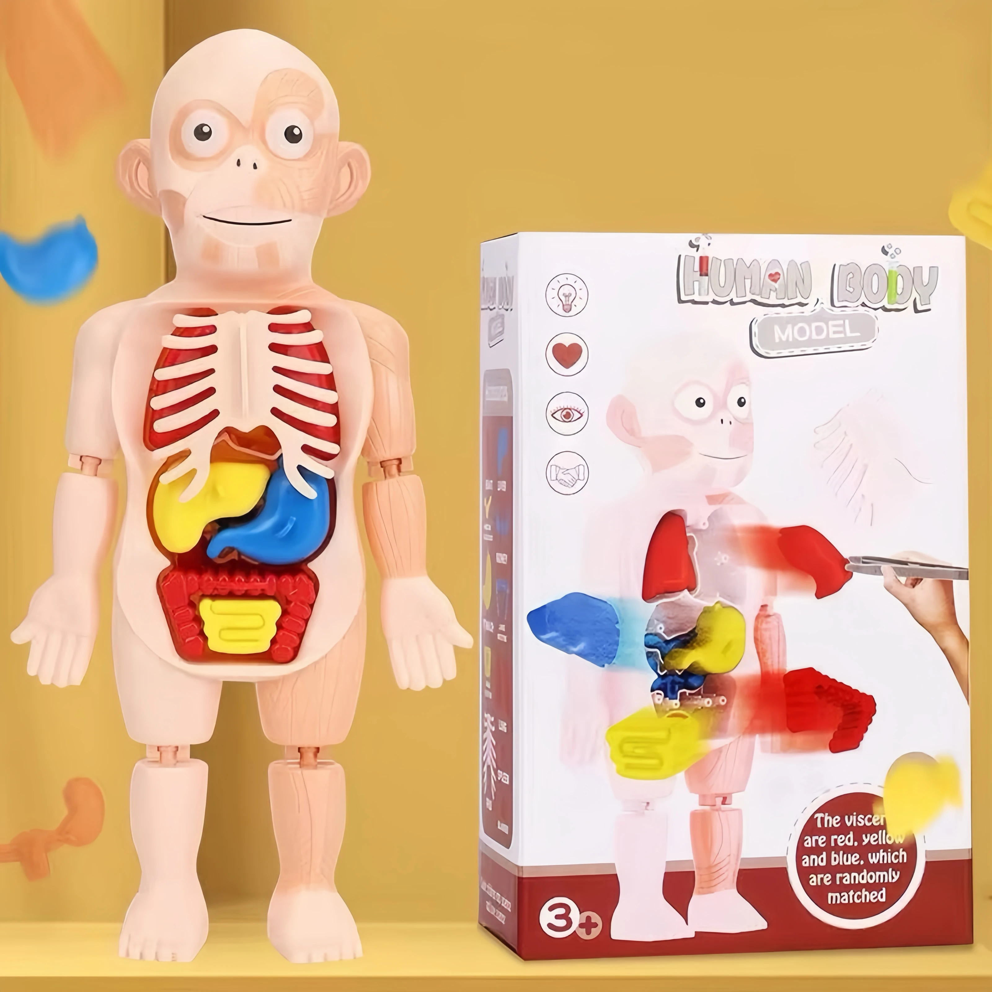 

3D Puzzle Human Body Anatomy Model Kids games Educational toddler children's toys Montessori life skill games 3 year old toys