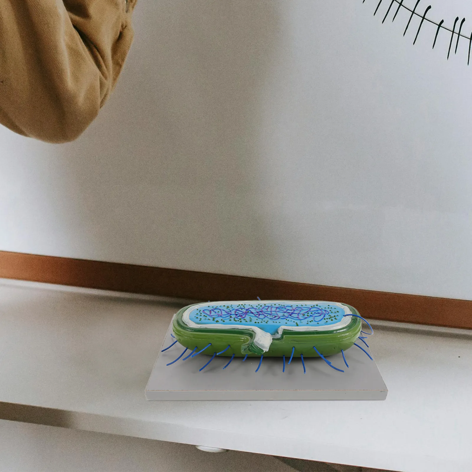 

Realistic 3D Microbial Cell Teaching Biology Bacteria Anatomical Display Educational Science Classroom Supplies